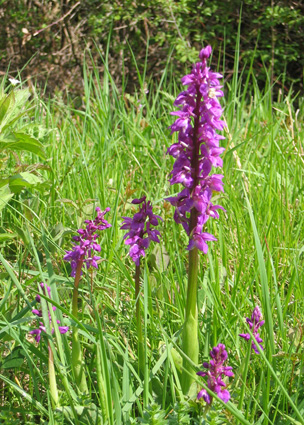 Dactylorhiza incarnata