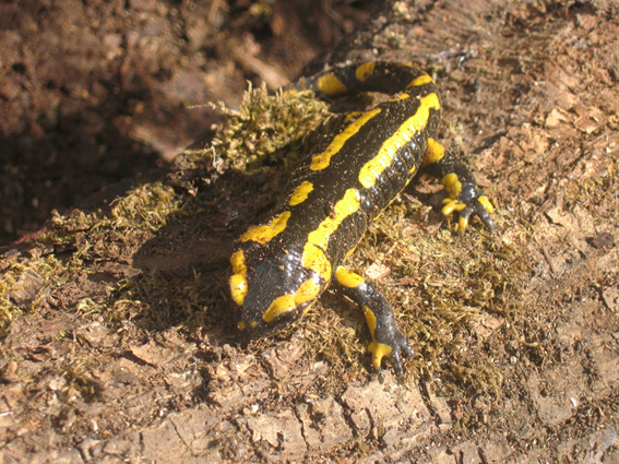 File:Salamandre tachetee larve.jpg - Wikimedia Commons